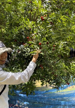 上富田町の町木「ヤマモモ」収穫シーズン到来！地域発ブランド「Kumano Berry」による収穫ボランティア受入と販売がスタート