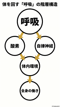 免疫は--“暴れない力”で決まる！