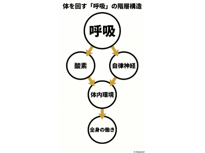 免疫は--“暴れない力”で決まる！