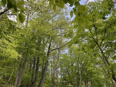 【参加者募集】上杉鷹山の米沢で「デジタルデトックスの旅」スマホを手放し、草木塔と秘湯を巡って自然とつながる