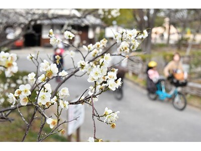 高槻市で春の訪れを告げる梅の花が咲く