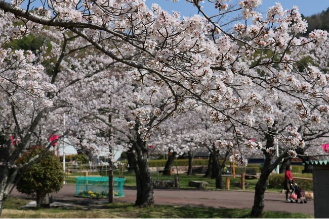 高槻市で幻想的な夜桜を楽しもう