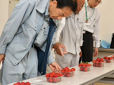 丹精して育てられた高槻産露地イチゴの品評会を開催