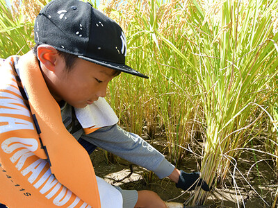 高槻市北部の山間地域・樫田で一足早い秋を知らせる稲刈りが始まる