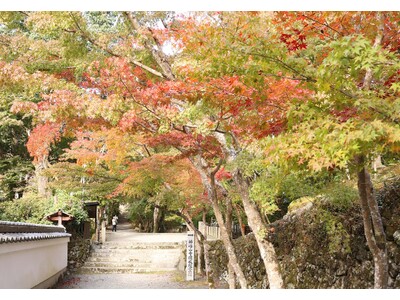 高槻市の名所「神峯山寺」で紅葉の便り