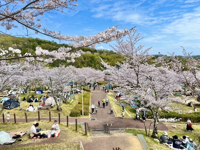 幻想的な夜桜のライトアップを楽しめるイベントを高槻市で