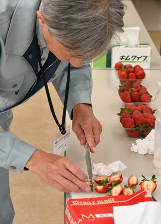 収穫の最盛期を迎えた露地イチゴの品評会を高槻市で開催