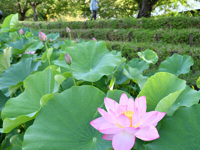 早朝に咲く大輪 高槻市の新川でハスが今年も開花