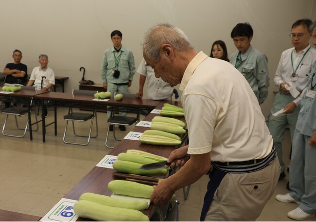 なにわの伝統野菜　高槻の「服部越瓜（しろうり）」が旬を迎える