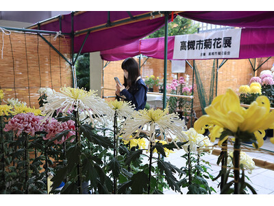 秋の風物詩 菊花展を高槻市で開催