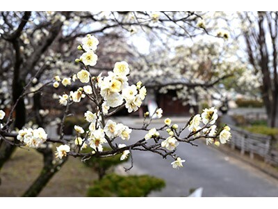 ほころぶ梅に春の訪れ　高槻市内で開花進む