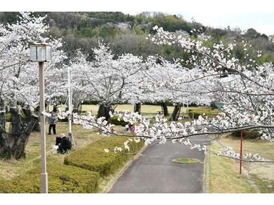 昼と夜で異なる桜の風情が楽しめる「摂津峡さくら祭り」が高槻市で開催