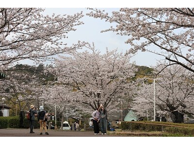 春本番　高槻市内の桜が見頃