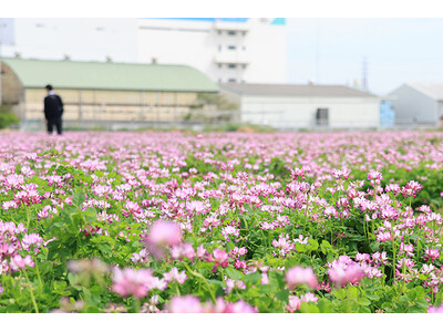 高槻市三島江で春の風景広がるレンゲ畑が見頃