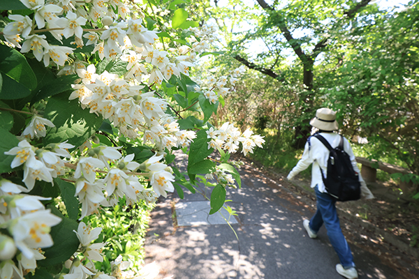松尾芭蕉も詠んだ高槻市の「玉川の里」でウノハナが見頃