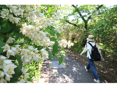松尾芭蕉も詠んだ高槻市の「玉川の里」でウノハナが見頃