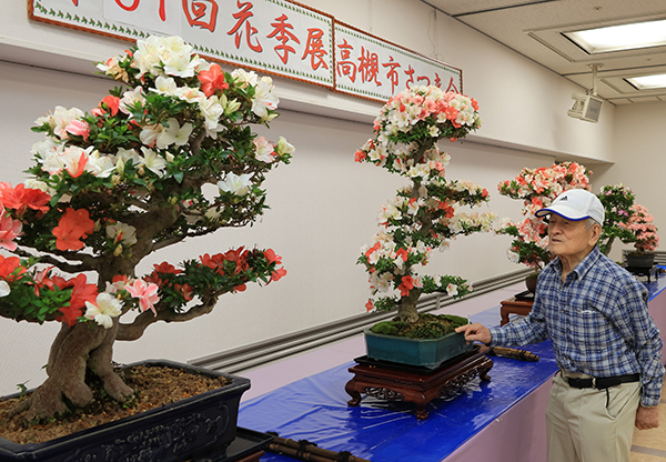 初夏を彩る色鮮やかなサツキの盆栽がずらり
