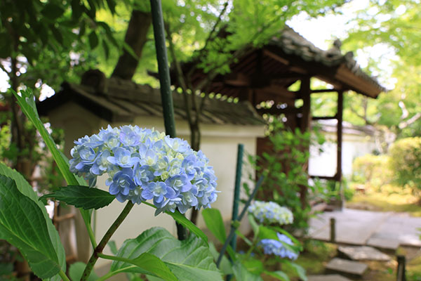 梅雨の訪れとともに高槻市内で色とりどりのアジサイが花開く
