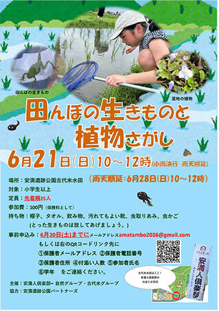 安満遺跡公園の古代米水田で生き物探し