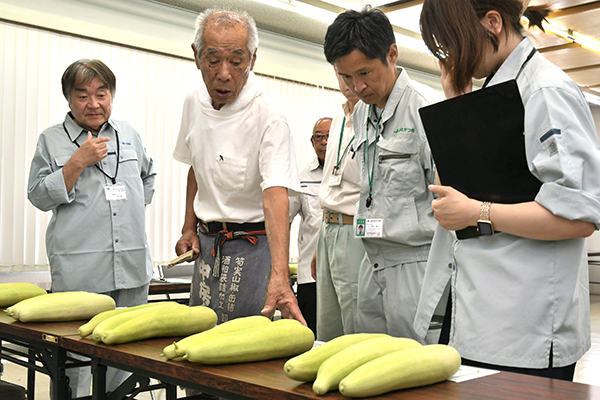 江戸時代から高槻で栽培される「服部越瓜（しろうり）」が収穫の最盛期を迎える