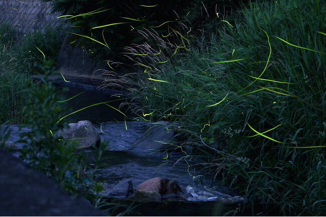 【6/12~14開催】初夏の夜を彩るホタルの光と雅な万葉歌。山梨市・万力公園で『第31回 万葉うたまつりとホタル観賞会』を開催（入場無料）