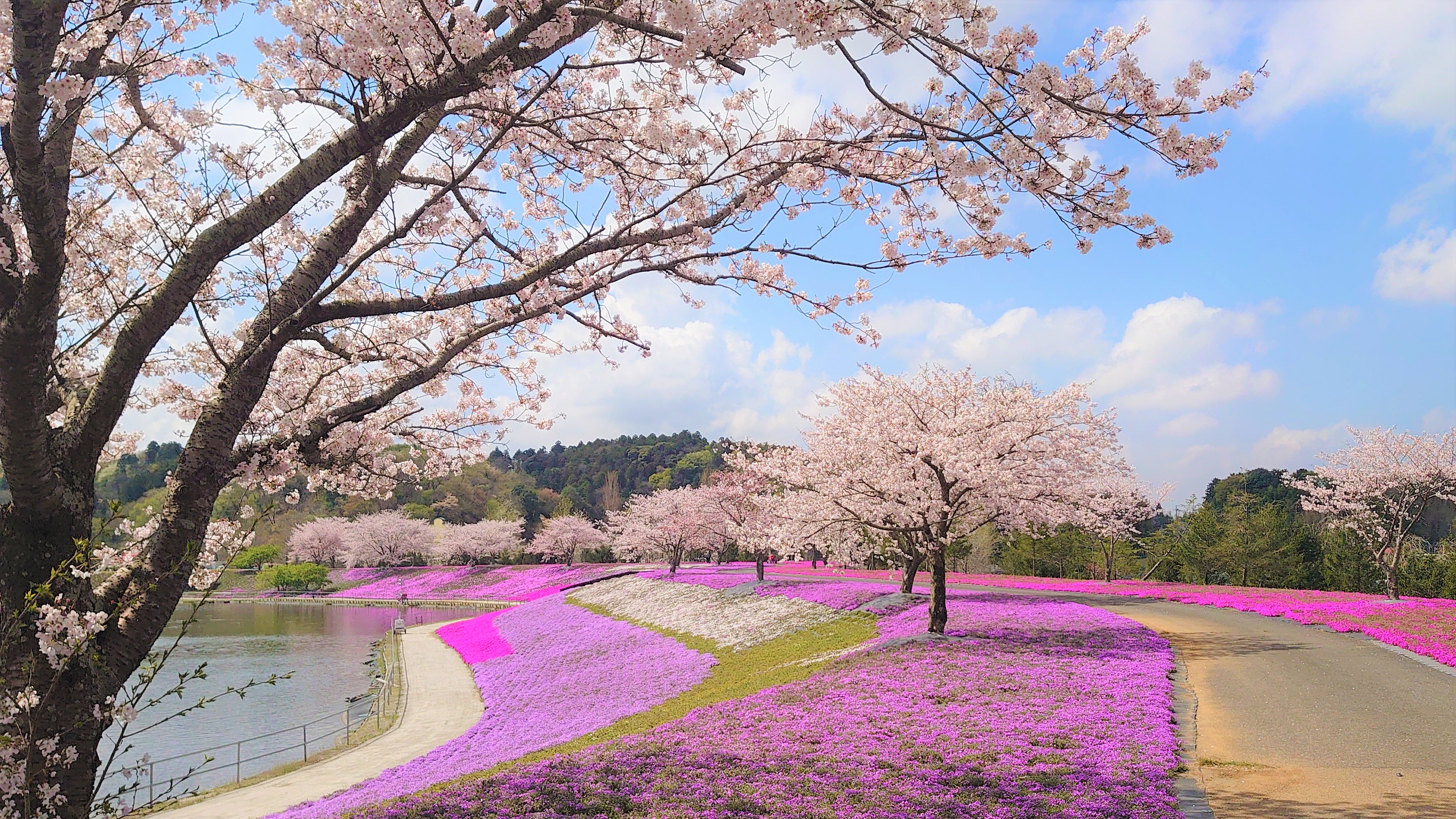 3月下旬より春の花々が東京ドイツ村を彩ります