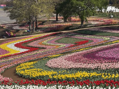 地域と咲かせる希望のバトン「スーパーレインボーフェス」へチューリップの球根5,000球を無償提供