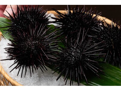 【壱岐リトリート海里村上】一年でこの時季だけの紫ウニを味わい尽くす期間限定プランの販売を開始