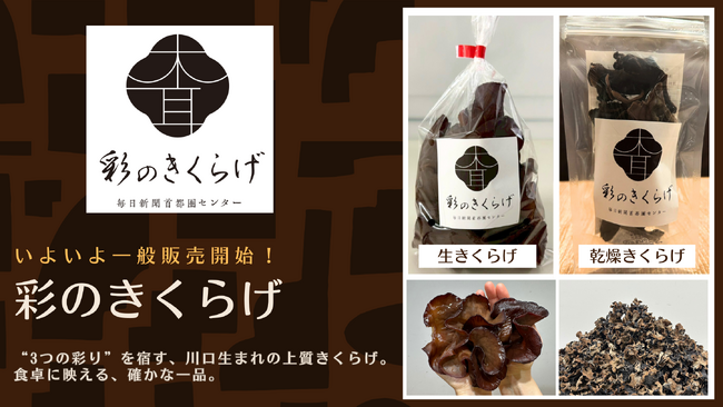 「彩(さい)のきくらげ」楽天市場T-BOXで販売開始 埼玉県川口市の新聞印刷工場が栽培