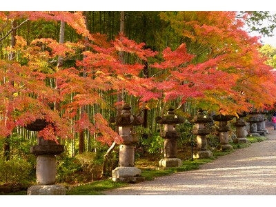 はとバス×飯能市 タイアップ企画　大人のトレッキング！飯能天覧山紅葉サステナブルツアーを運行します！