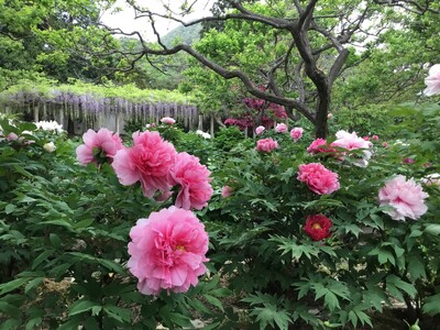 奈良葛城市「石光寺 染寺」の春牡丹が、4月中旬に見頃を迎えます