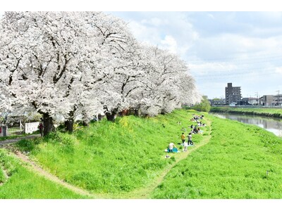 【埼玉県越谷市】市内の桜スポットを紹介します
