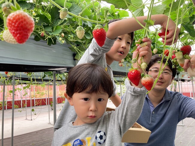 子供たちの味覚が鈍くなった？宮城県山元町で“味覚の目覚め”を体験！親子で楽しむ、こどもパティシエのいちごクリスマスケーキ作り～山元ヒルズファームにて12/13開催～