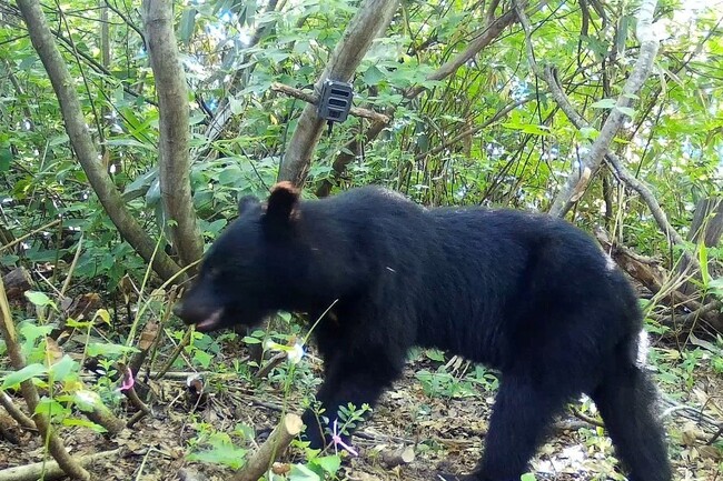 【岐阜県飛騨市】岐阜県内初、飛騨市が独自の「ツキノワグマ出没注意報」を発表！クマの活動が活発になる朝夕の外出控えて