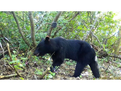 【岐阜県飛騨市】岐阜県内初、飛騨市が独自の「ツキノワグマ出没注意報」を発表！クマの活動が活発になる朝夕の外出控えて