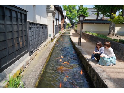【岐阜県飛騨市】飛騨古川に春を告げる“鯉の里帰り”。1,000匹とふれあう「瀬戸川エサやり体験」が待望の再開！～400年の歴史を持つ水路で、新緑と鯉の躍動に包まれる散策を