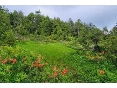 【岐阜県飛騨市】普段は入れない秘境の新たな魅力を発見する「深洞湿原」限定モニターツアー！絶景展望台＆太古...