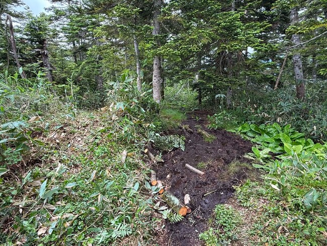 【岐阜県飛騨市】全国からの支援をカタチに!荒廃する高山植物を守る「登山道の木道設置」ボランティア募集を再開(10月13日・17日開催)。大雨による延期を乗り越えたリベンジ企画