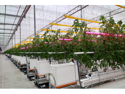 シグニファイ、株式会社みちのく白河農園へ植物育成用 LED 照明を導入
