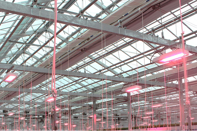 シグニファイ、株式会社サラダボウルのグループ会社である株式会社イチゴノオカ（イチゴ栽培）へ植物育成用LED照明を納入。冬場の日射量の落ち込みをLED補光で補い、安定した品質・安定した供給を目指す