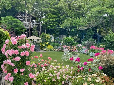 5月は、花遊庭でバラと草花の織り成す一番庭が輝くシーズン。イギリスにいるかのような美しい景色の中でゆったりと過ごせます。