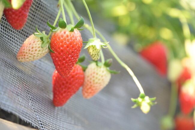 【茨城県常陸太田市】いちごが最盛期　甘み際立つ旬の味覚を堪能