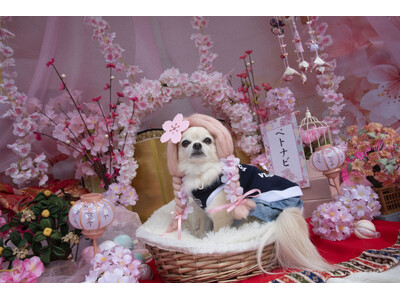 犬猫健康エンタメアプリ「ペトナビ」が、国内最大規模ドッグイベントで春空間を展開！お内裏様＆お雛様ワンちゃ...