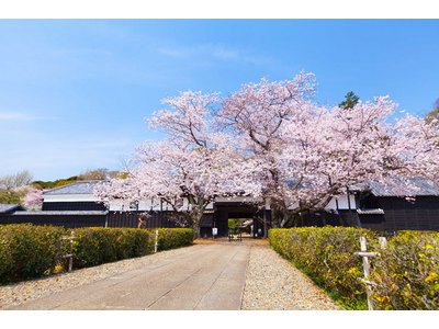 【千葉県柏市】旧吉田家住宅歴史公園 SakuraWeekを開催