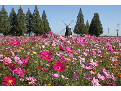 ＼【入園無料】あけぼの山農業公園にてコスモスウィークを実施！／（柏市）