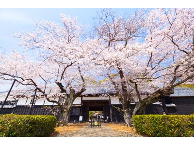 【期間限定】＼春のイベントが大集合！ 旧吉田家住宅歴史公園にて吉田家Sakura Weekを開催／（3/...