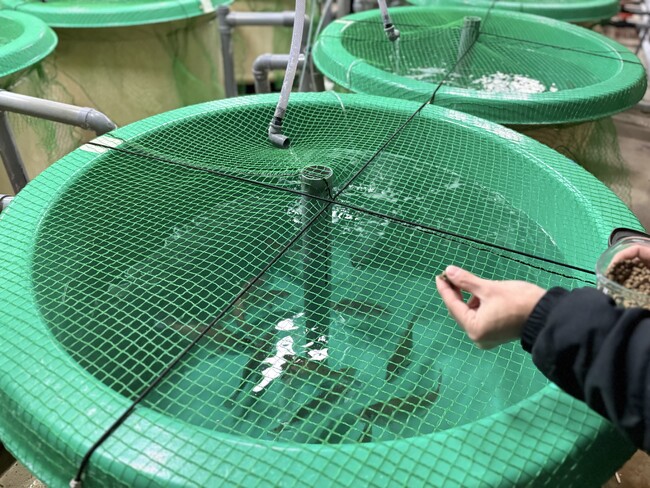 昆虫粉末を活用したサステナブル養殖飼料の共同実証試験を開始