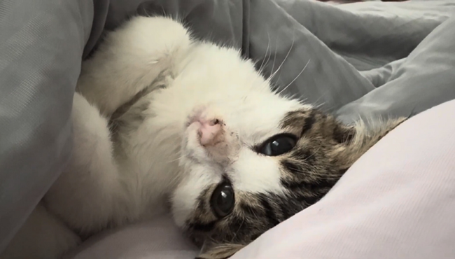 きゃぴもふ公式YouTubeにて、保護子猫「きなこ」の成長記録を公開中