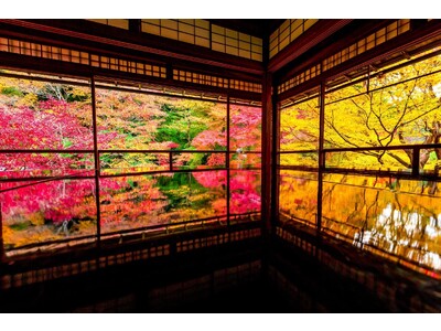 【BuenaVista Bonsai】盆栽もサブスクで楽しめる時代に。屋内に絶景が広がる空間づくりで四季をお届けするサービスを開始