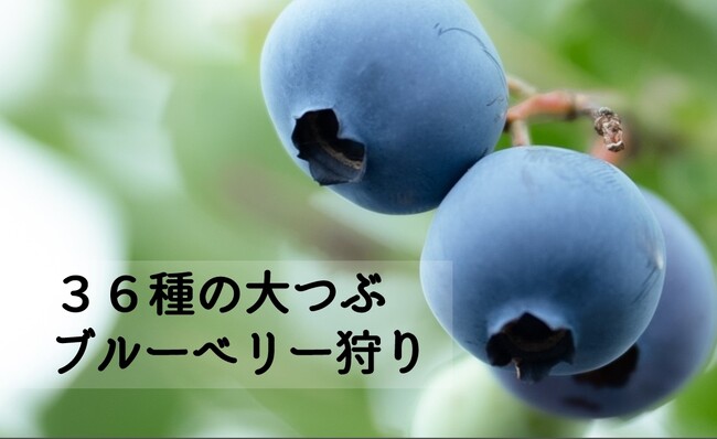 「さがみはらSDGsアワード」と「かながわ脱炭素大賞」を受賞したさがみこファーム、新たに36種類のブルーベリー食べ放題プランを発表!